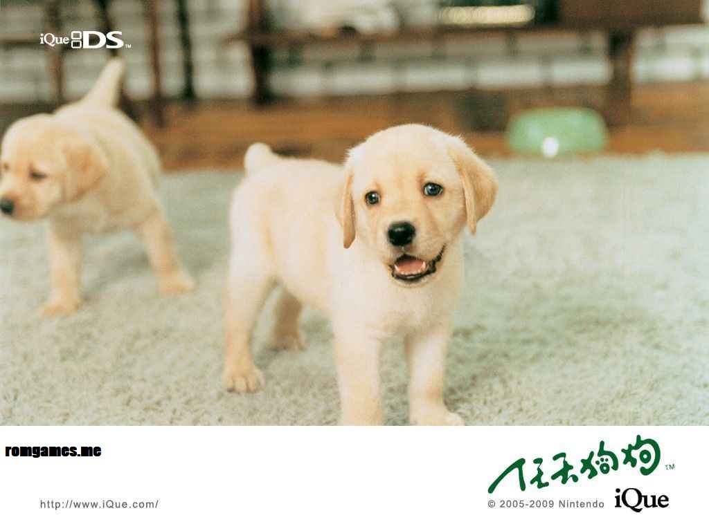 Nintendogs: Lab & Friends